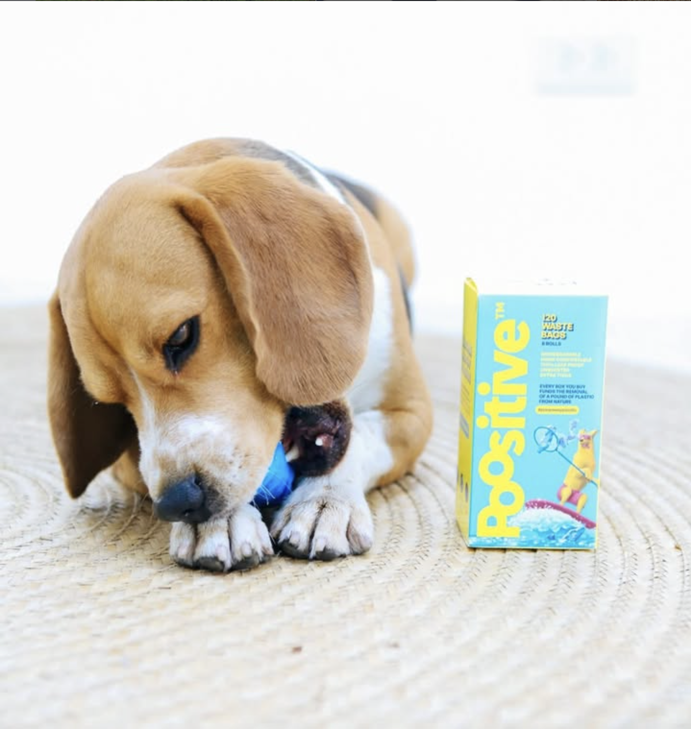 Poositive Pets gallery 11
