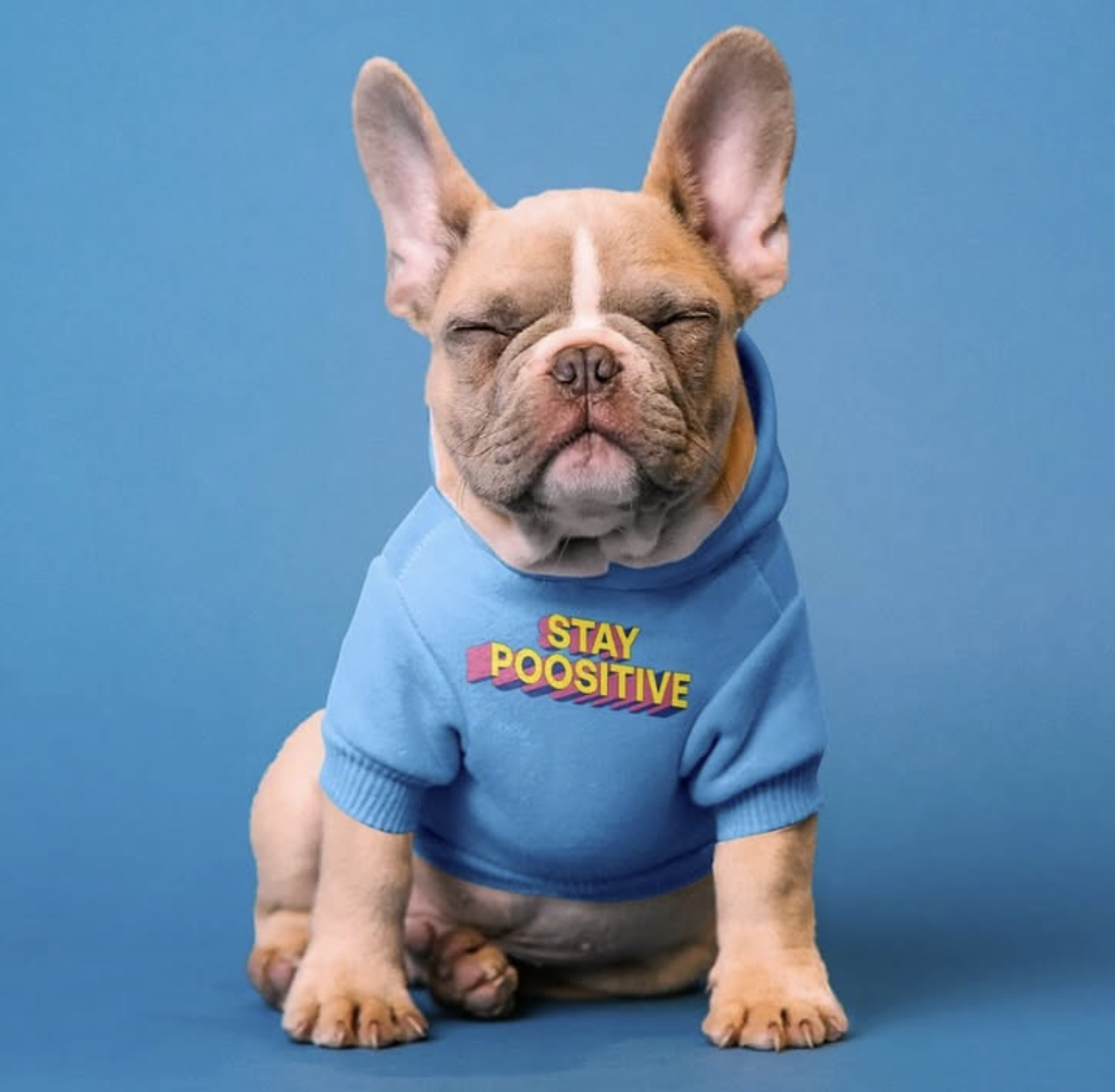 Poositive Pets gallery 8