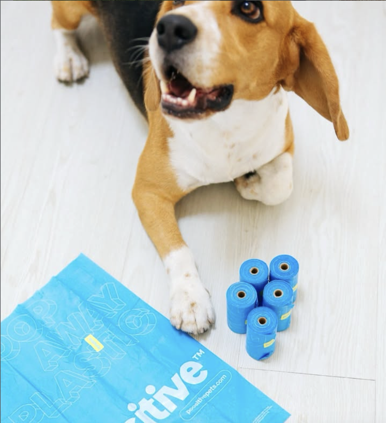 Poositive Pets gallery 6